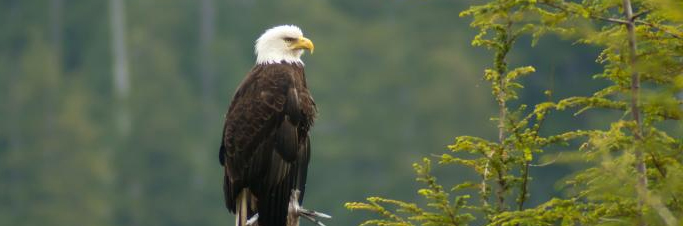 eagle