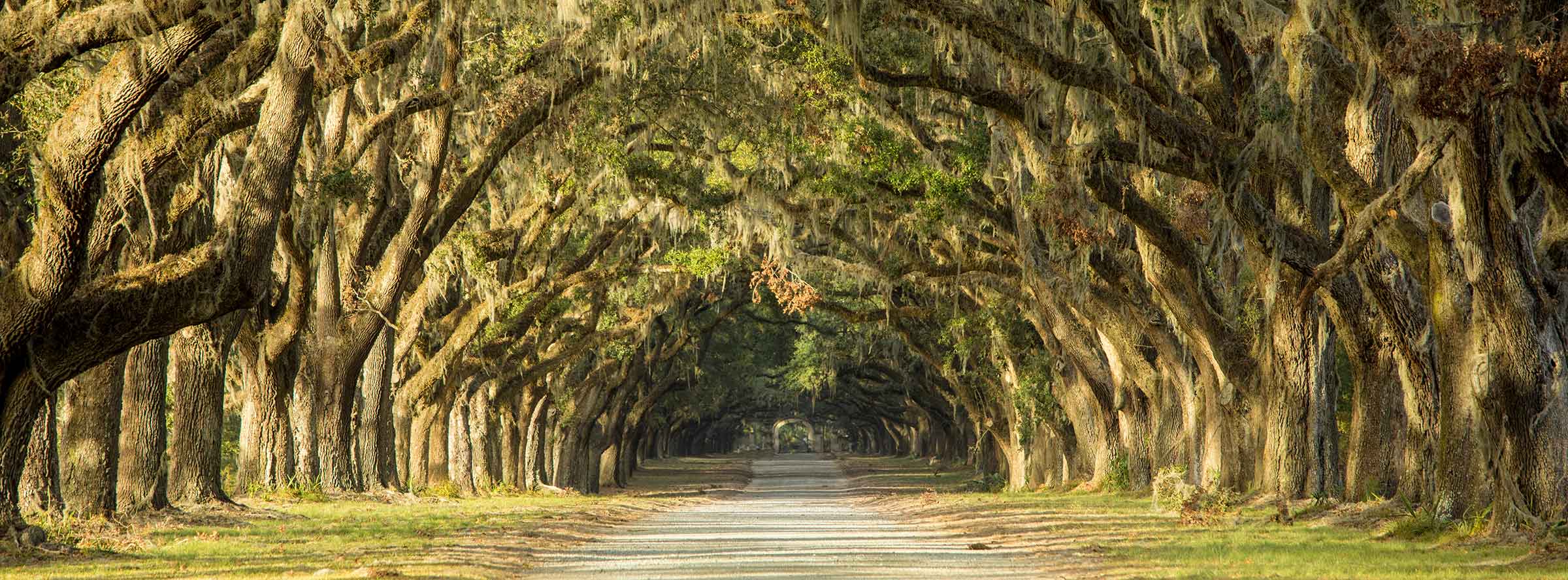 tree lined street in savannah, georgia
