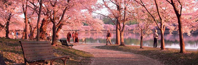 Cherry blossom trees