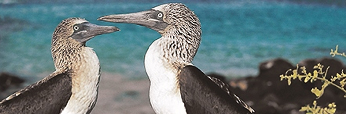 blue-footed booby