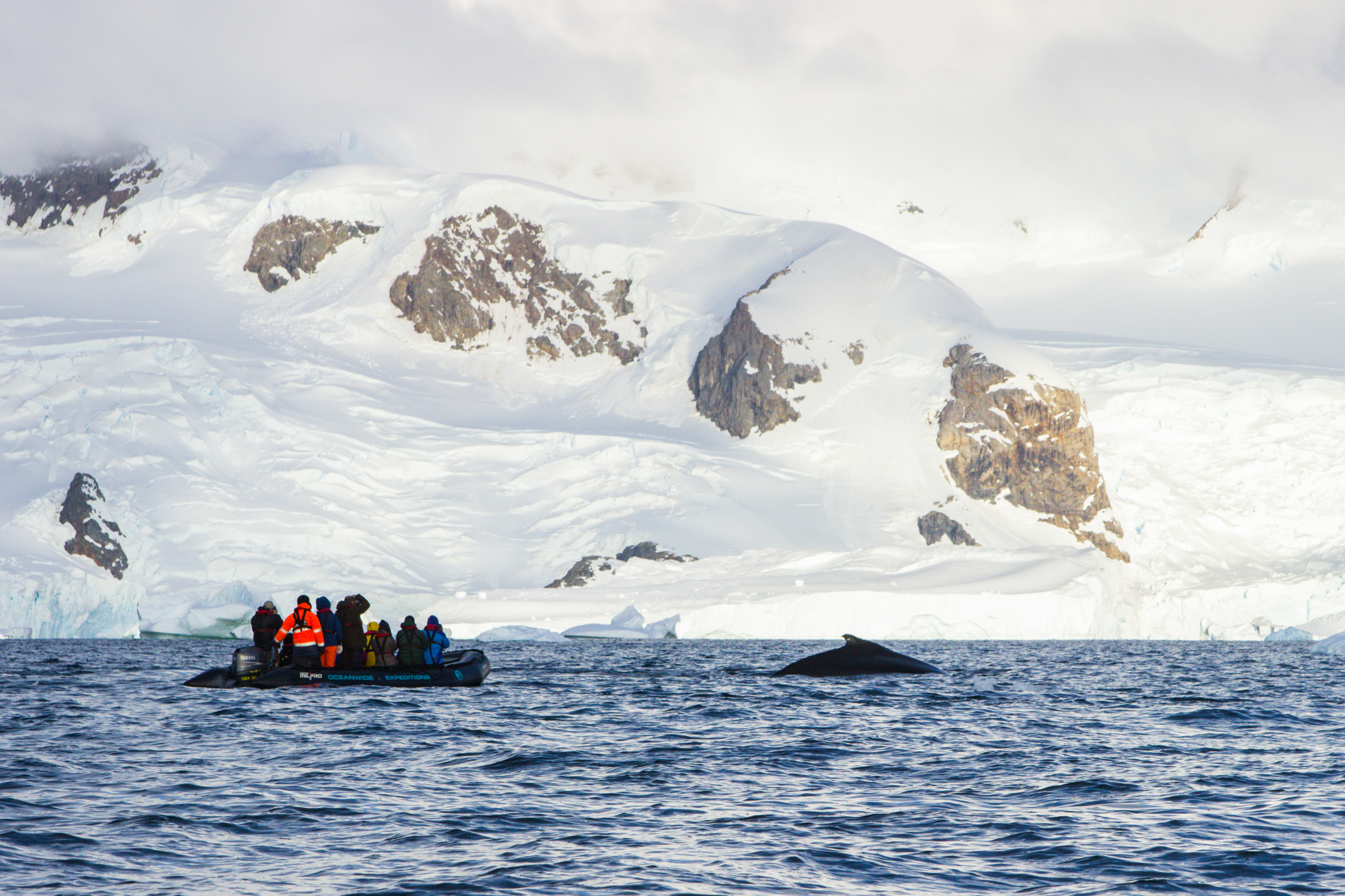 Visitors on a boat watching a whale swimming through the sea in front of a beautiful landscape of snow covered mountains