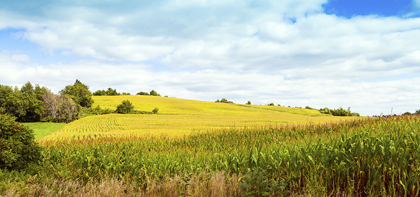 Iowa Landscape