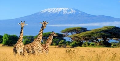 Kenya Safari: The Big Five