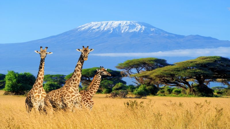 Kenya Safari: The Big Five