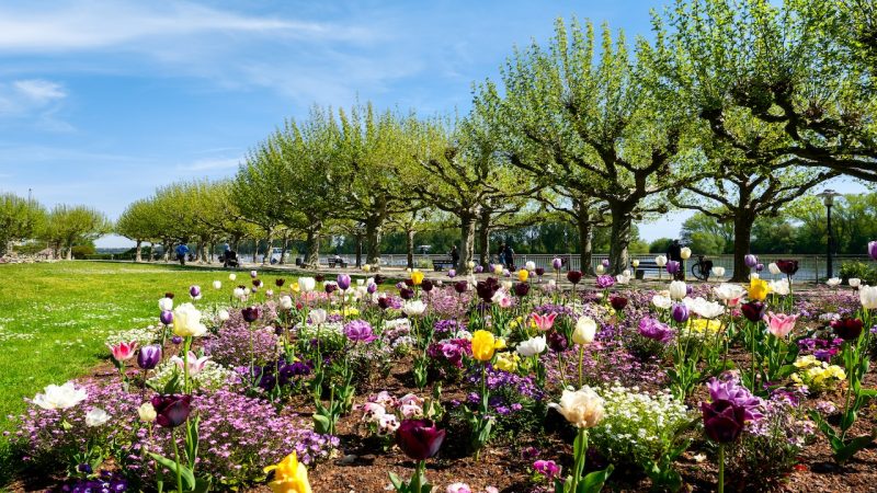 Tulips & the Rhine