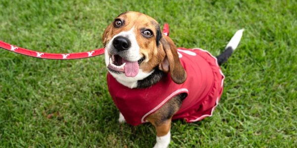 hound dog wearing an Alabama vest
